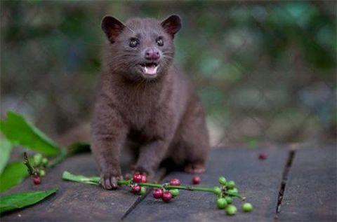 猫屎咖啡的来历，原来是这样！
